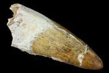 Large, Cretaceous Fossil Crocodile Tooth - Morocco #142154-1